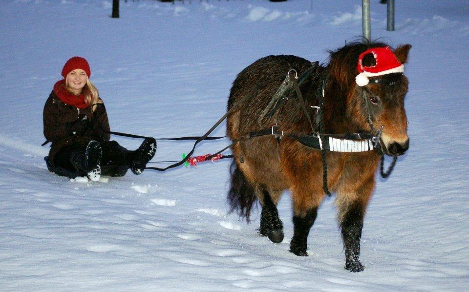 Shetlænder Bogø's Lady - Lady med tidligere ejer, og kælk. Det SKAL vi prøve når der kommer sne igen!  billede 2