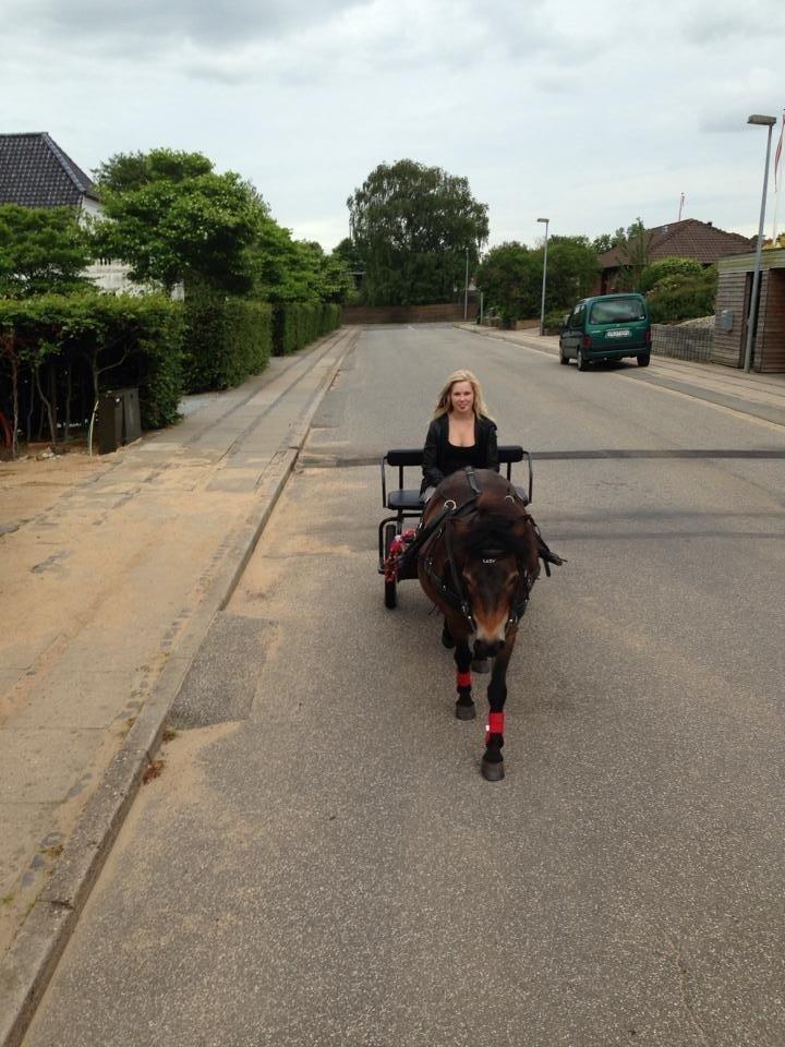 Shetlænder Bogø's Lady billede 9