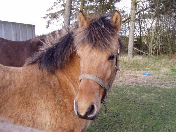 Anden særlig race Baunehøjgaards Ros- a-li - Rosa som lille :)  billede 19
