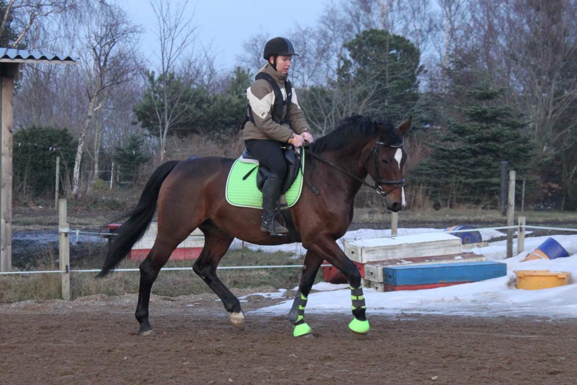 Oldenborg Kyllingegårdens Yasmin billede 5