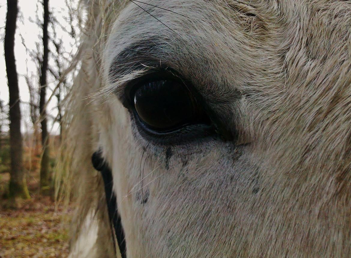 Islænder Pori klattrup - En ven er en der kender dit hjertes melodi, når du selv har glemt den<3 10/2-2014 billede 2