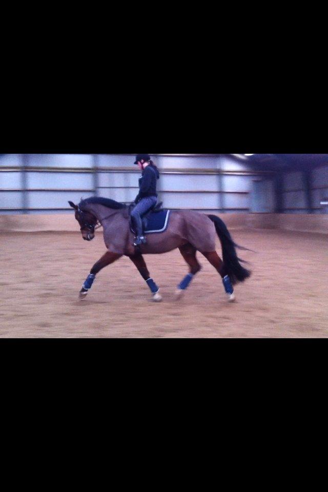 Dansk Varmblod Kashmir af Karlsminde - Første undervisningstime d. 10/2-14 billede 17