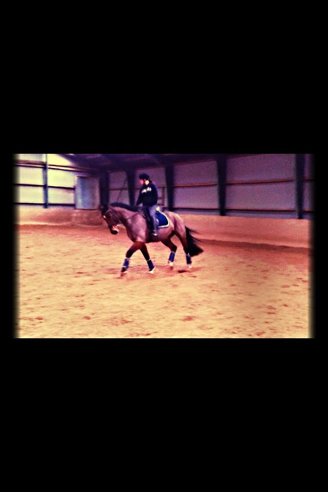 Dansk Varmblod Kashmir af Karlsminde - Første undervisningstime d. 10/2-14 billede 18