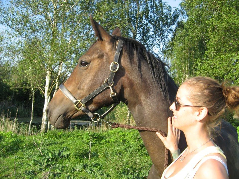 Dansk Varmblod Zena - SOLGT -RIP  :'( billede 3