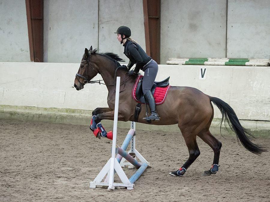 Hollandsk Varmblod Ezione billede 19