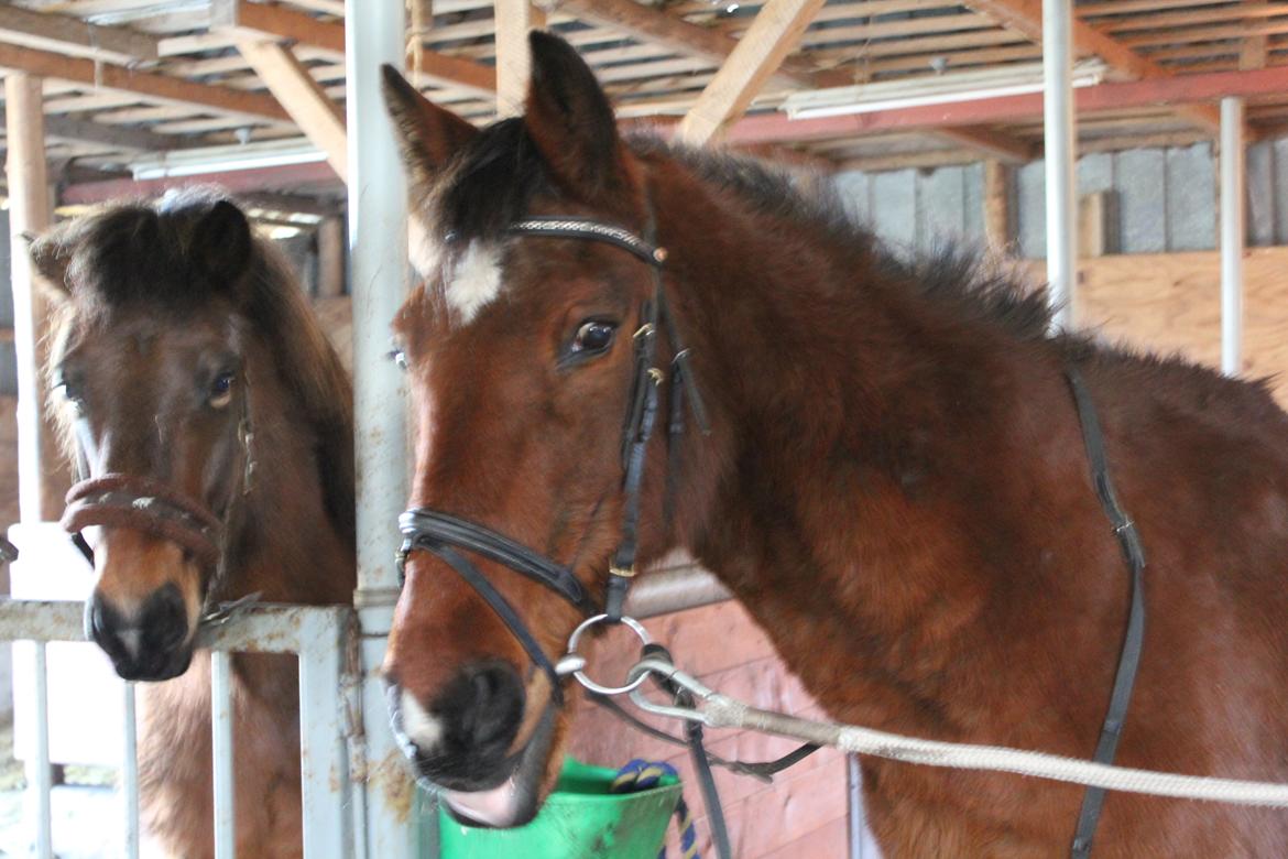 Traver Mark ~ Hypselotte ~ billede 2