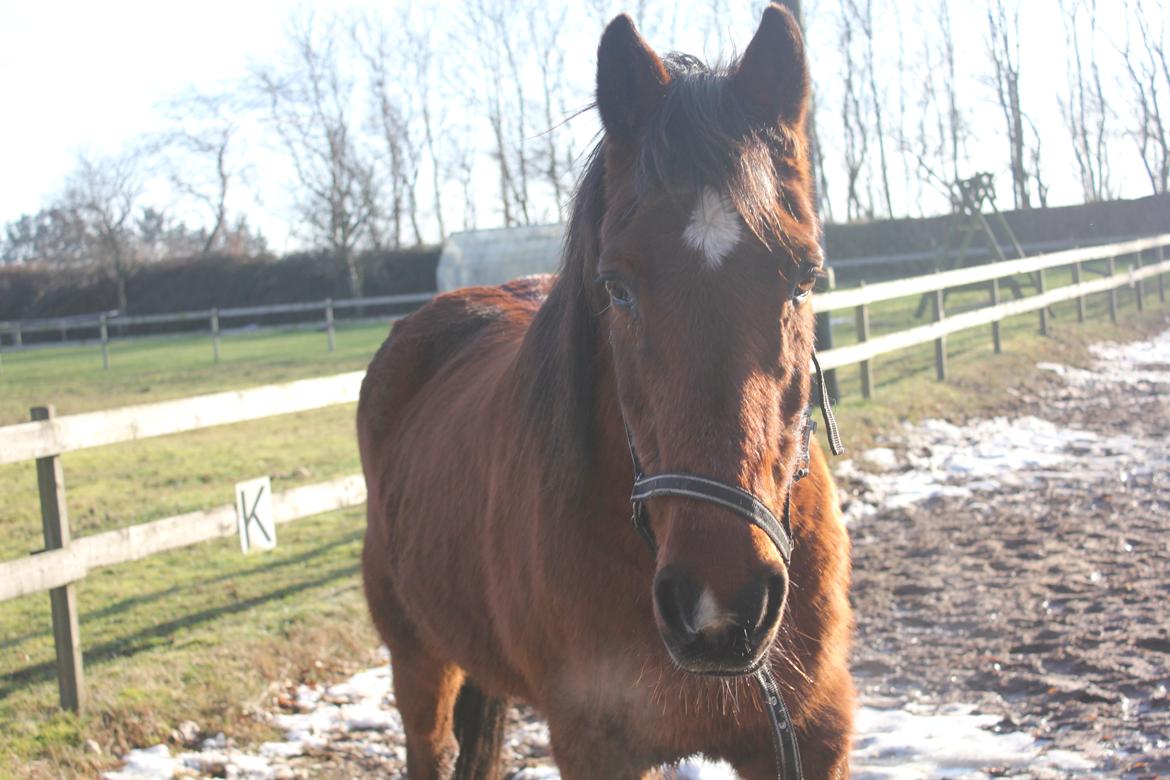 Traver Mark ~ Hypselotte ~ billede 4