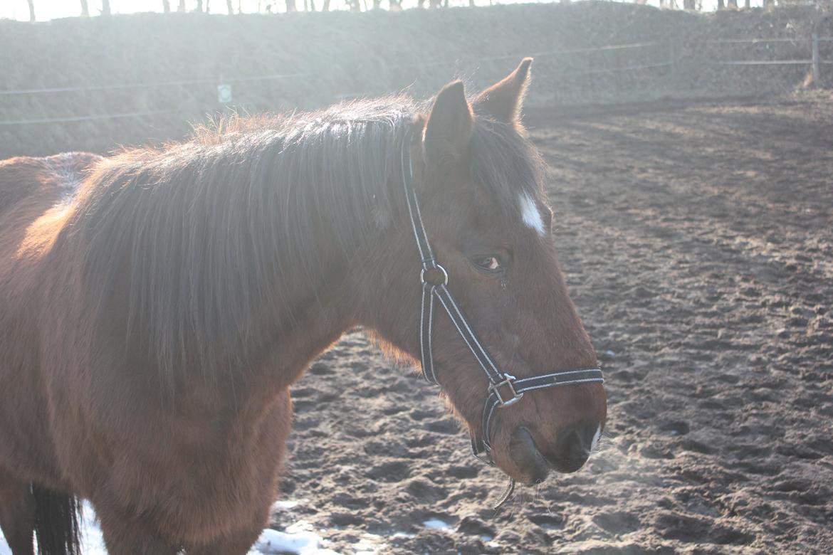 Traver Mark ~ Hypselotte ~ billede 5