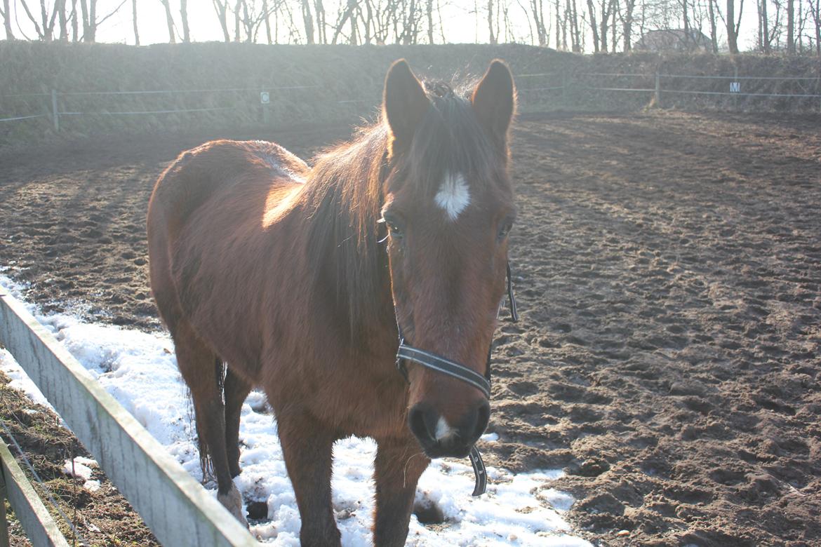 Traver Mark ~ Hypselotte ~ billede 6