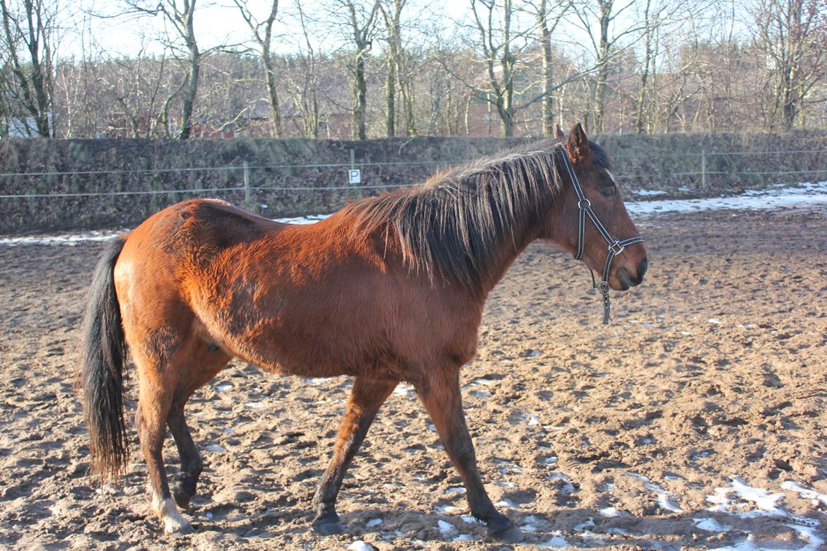 Traver Mark ~ Hypselotte ~ billede 7