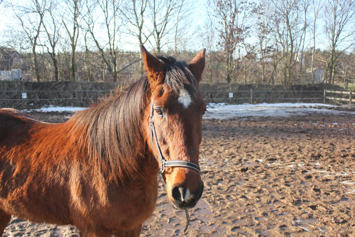 Traver Mark ~ Hypselotte ~ billede 8