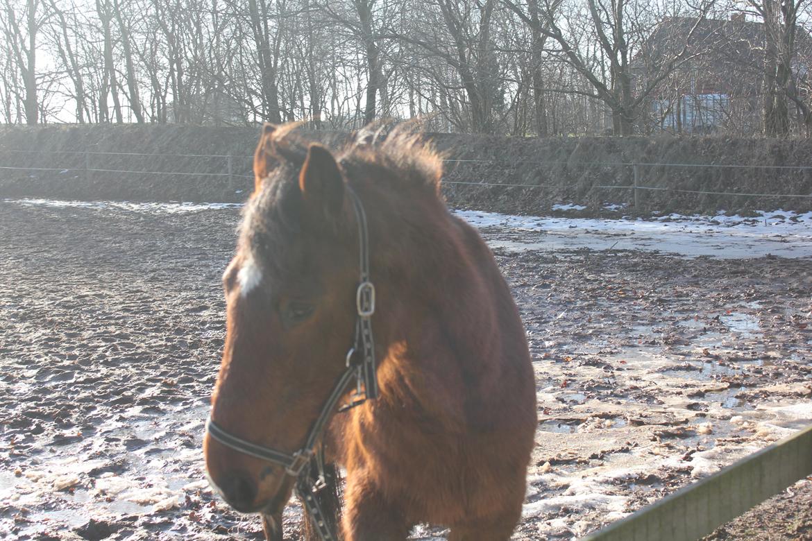 Traver Mark ~ Hypselotte ~ billede 9