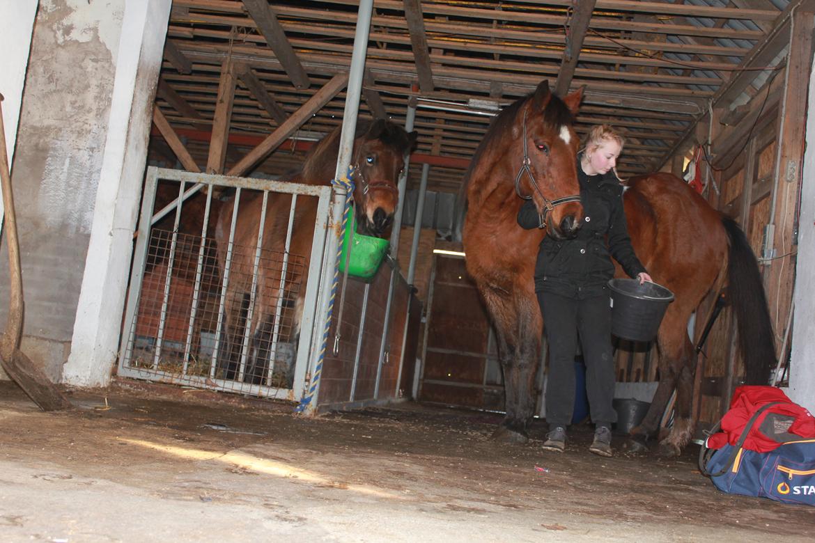 Traver Mark ~ Hypselotte ~ billede 11