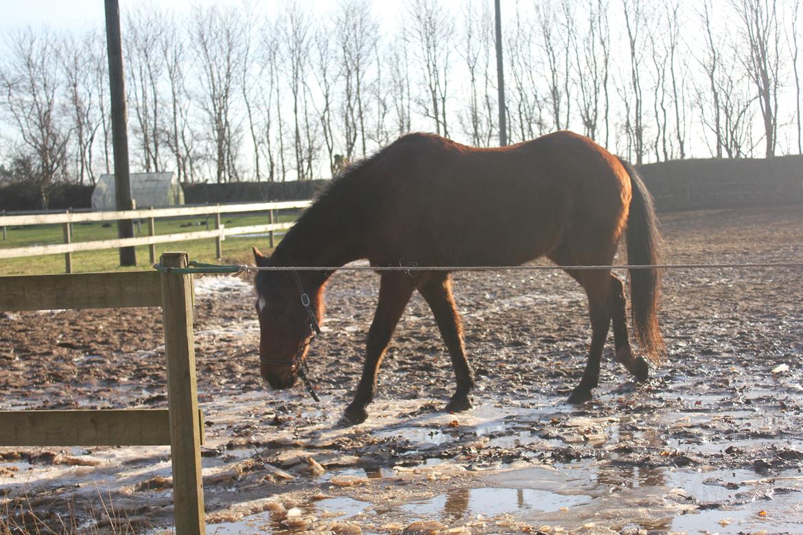 Traver Mark ~ Hypselotte ~ billede 3