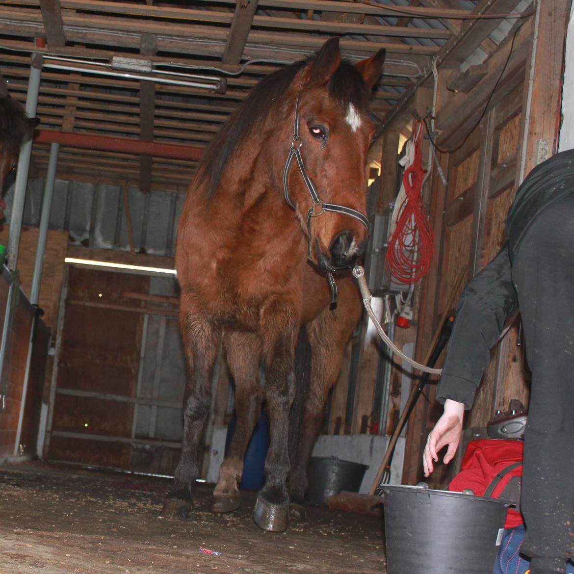 Traver Mark ~ Hypselotte ~ billede 13