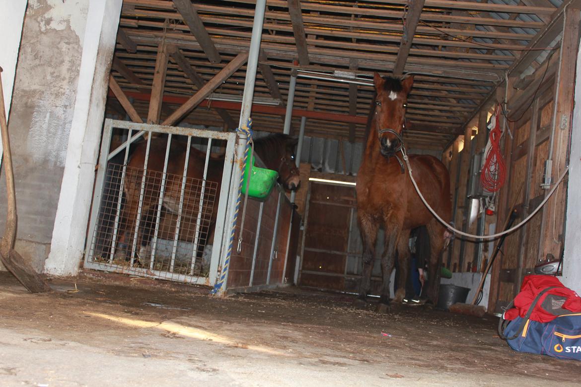 Traver Mark ~ Hypselotte ~ billede 12