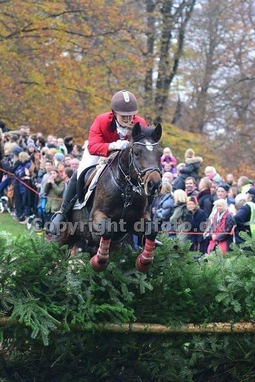 New Forest Navarana's Dion "Pølsen" billede 39