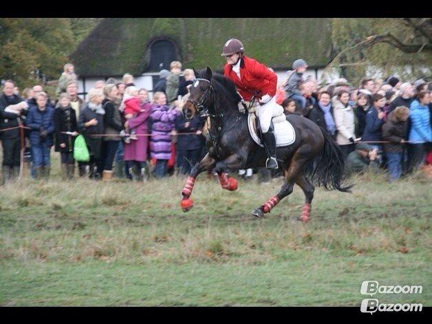 New Forest Navarana's Dion "Pølsen" billede 40