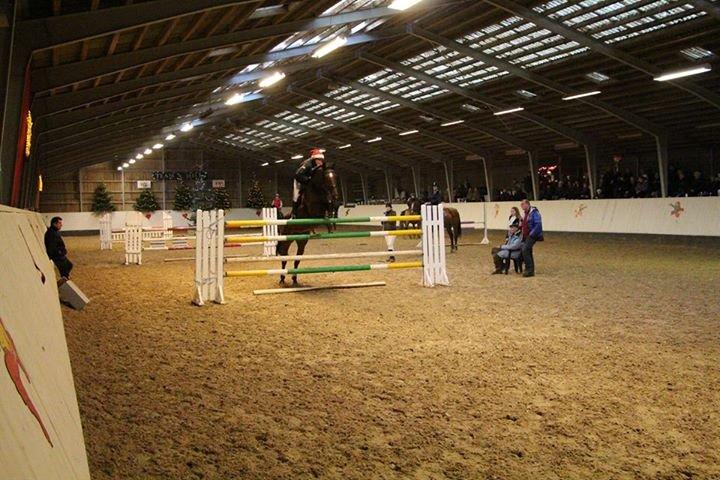 Svensk Varmblod Calido billede 2