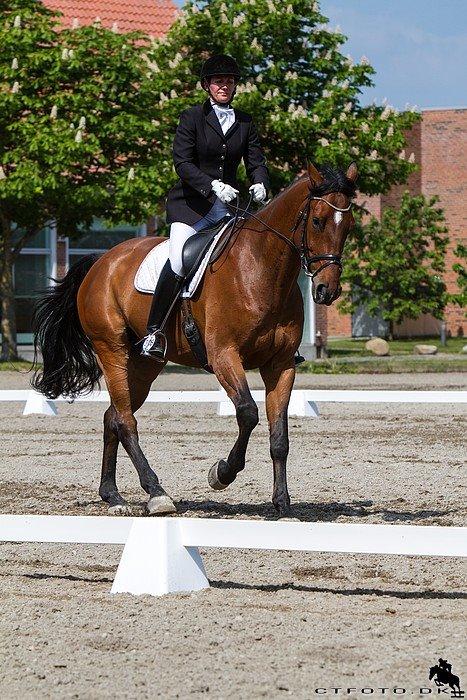 Svensk Varmblod Calido billede 11