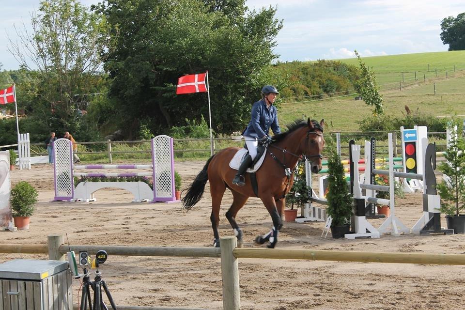 Svensk Varmblod Calido billede 6