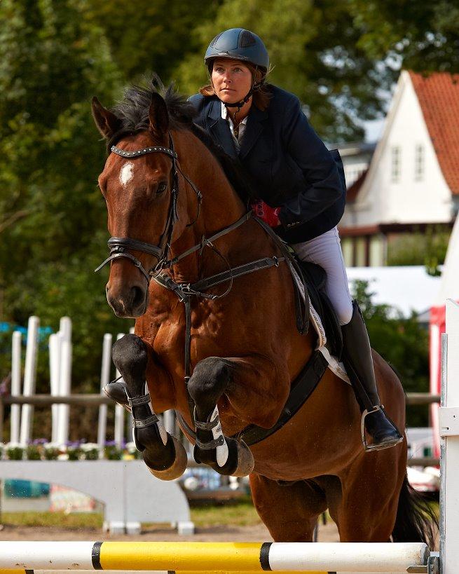 Svensk Varmblod Calido billede 1