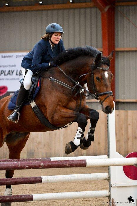 Svensk Varmblod Calido billede 3