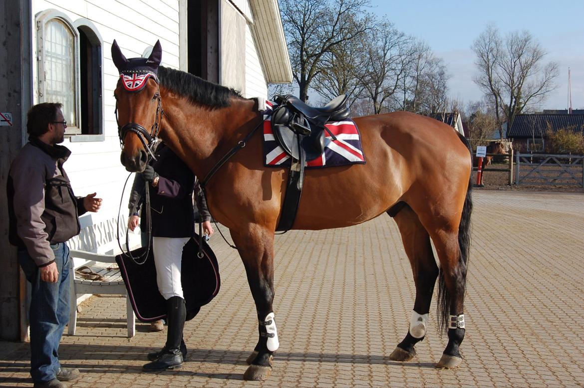 Svensk Varmblod Calido billede 7