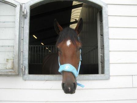 Svensk Varmblod Calido billede 9