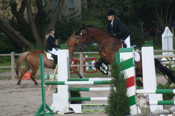 Svensk Varmblod Calido billede 10