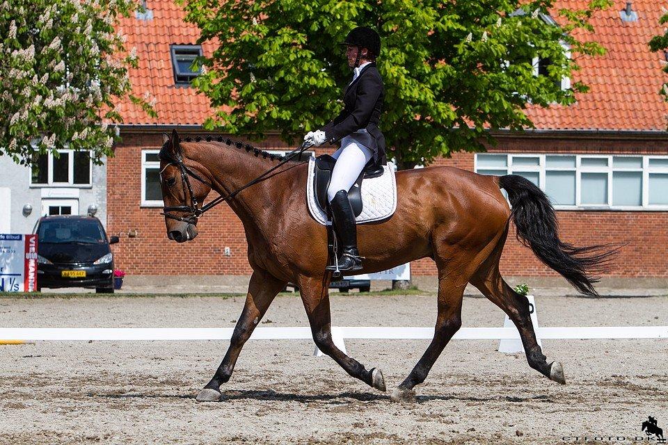 Svensk Varmblod Calido billede 14