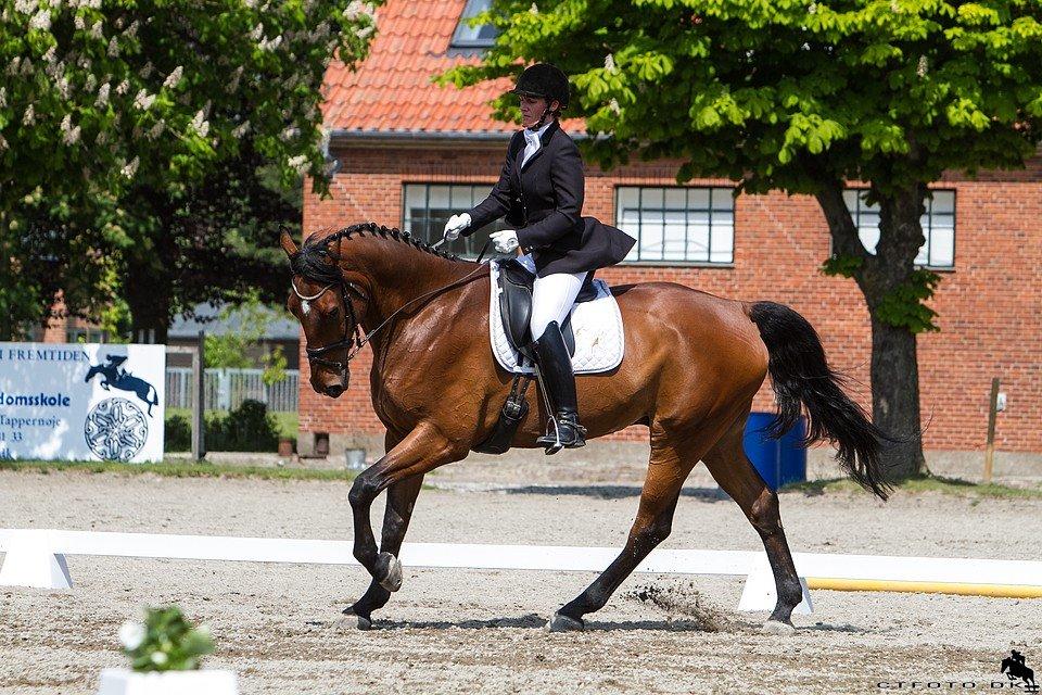 Svensk Varmblod Calido billede 8