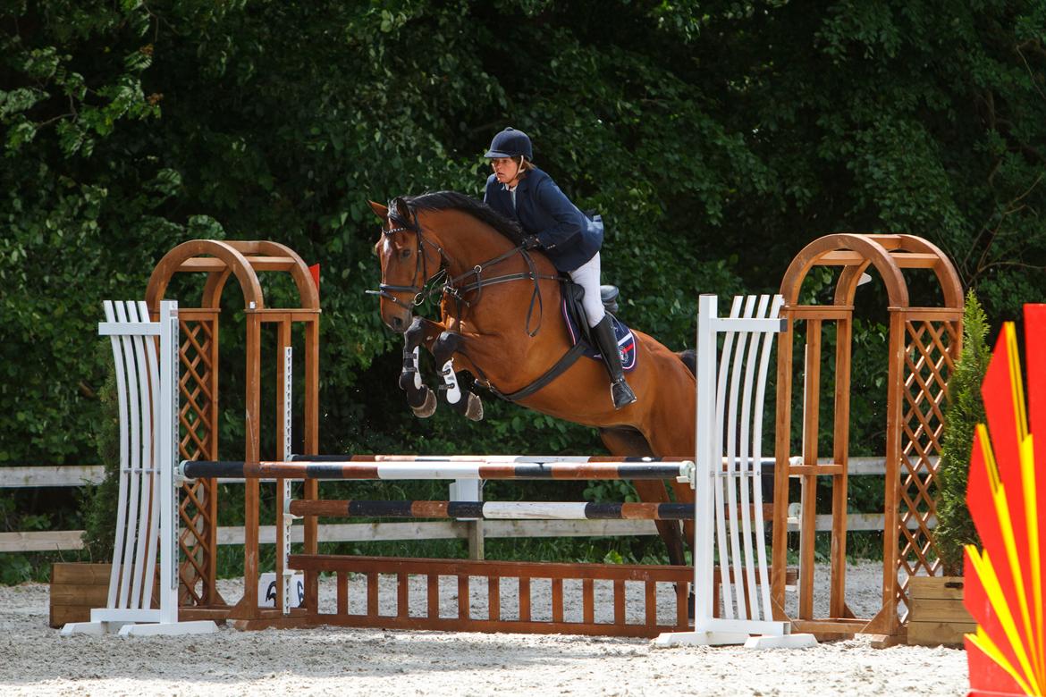 Svensk Varmblod Calido billede 12