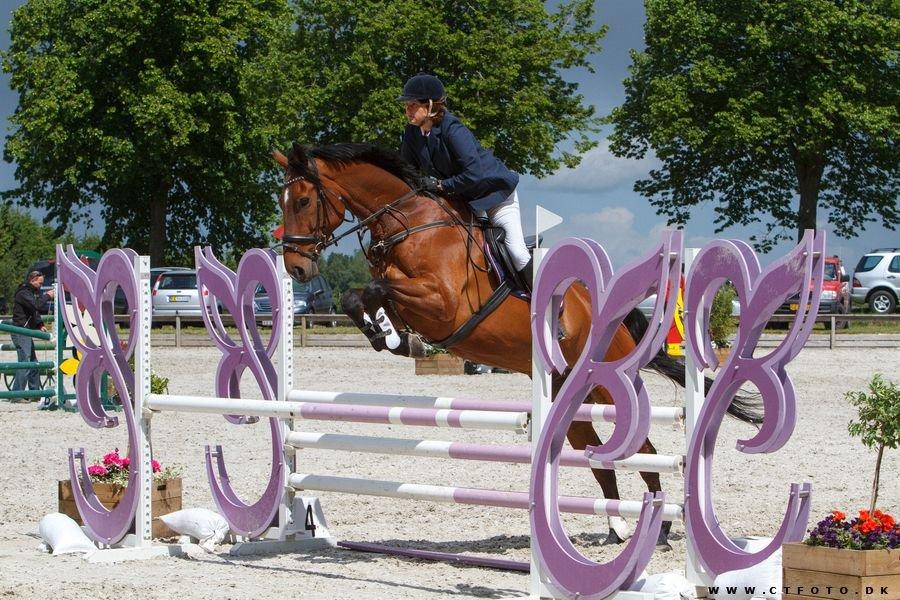 Svensk Varmblod Calido billede 13