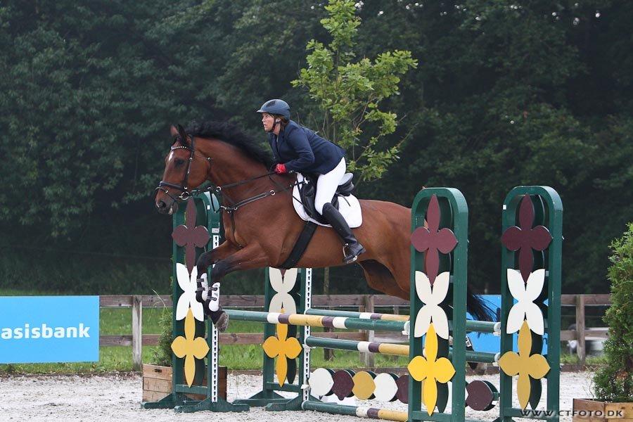 Svensk Varmblod Calido billede 16