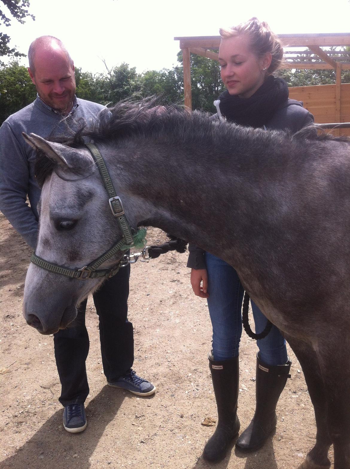 Welsh Pony (sec B) Kroggaardens Don Pedro billede 4