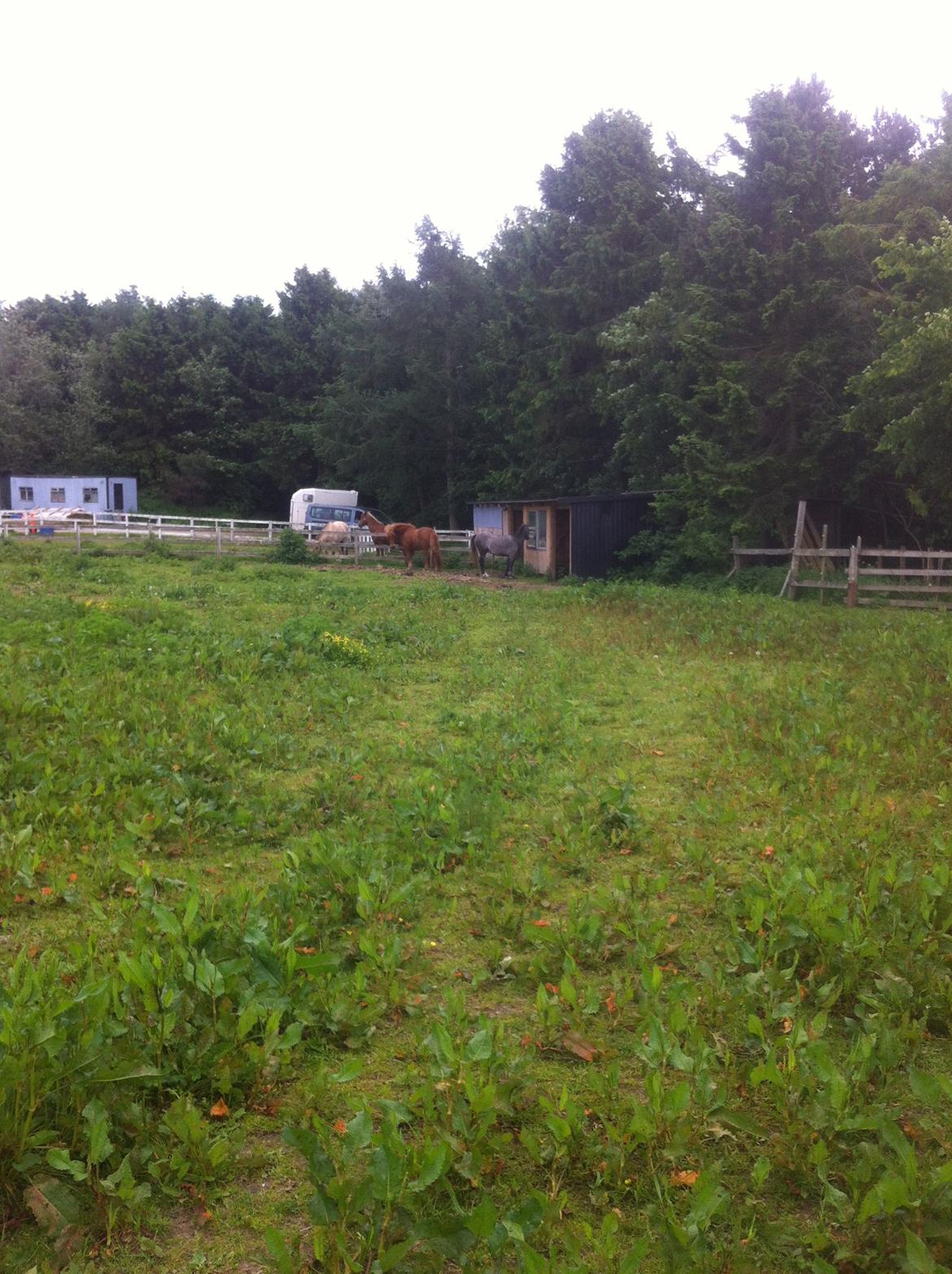 Welsh Pony (sec B) Kroggaardens Don Pedro billede 5