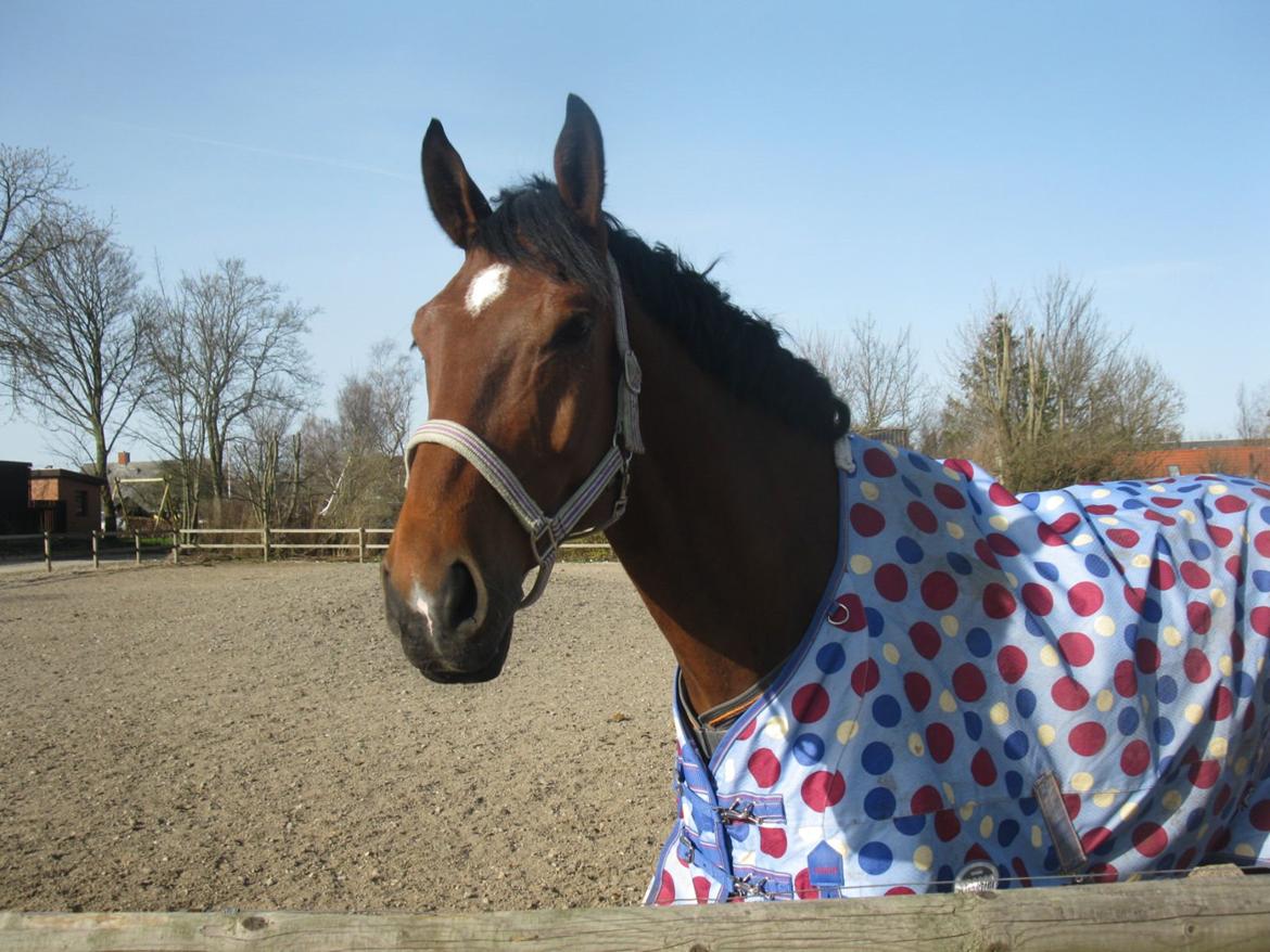 Svensk Varmblod Calido billede 5