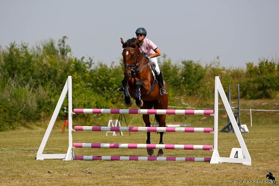 Svensk Varmblod Calido billede 4