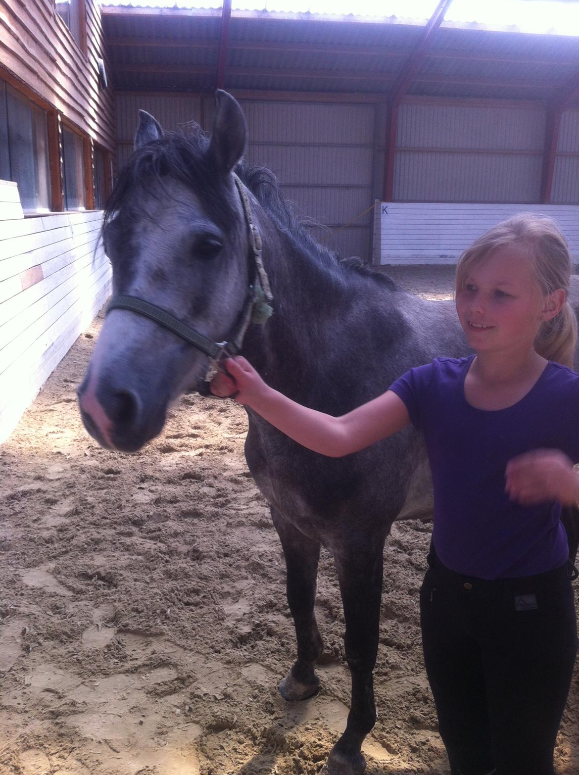 Welsh Pony (sec B) Kroggaardens Don Pedro billede 6