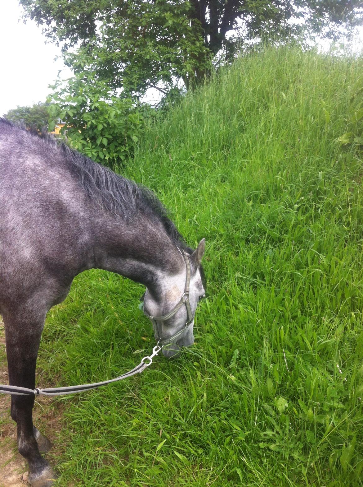 Welsh Pony (sec B) Kroggaardens Don Pedro billede 7