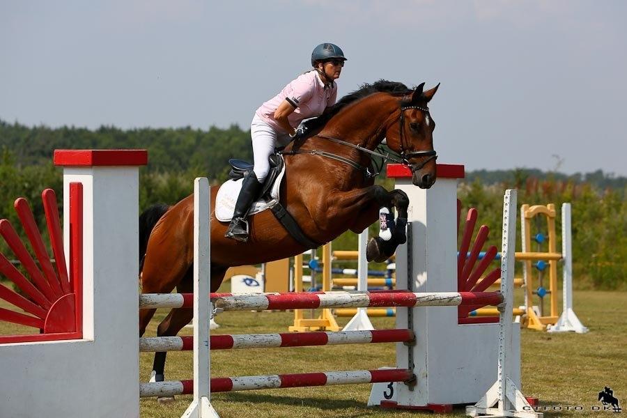 Svensk Varmblod Calido billede 15