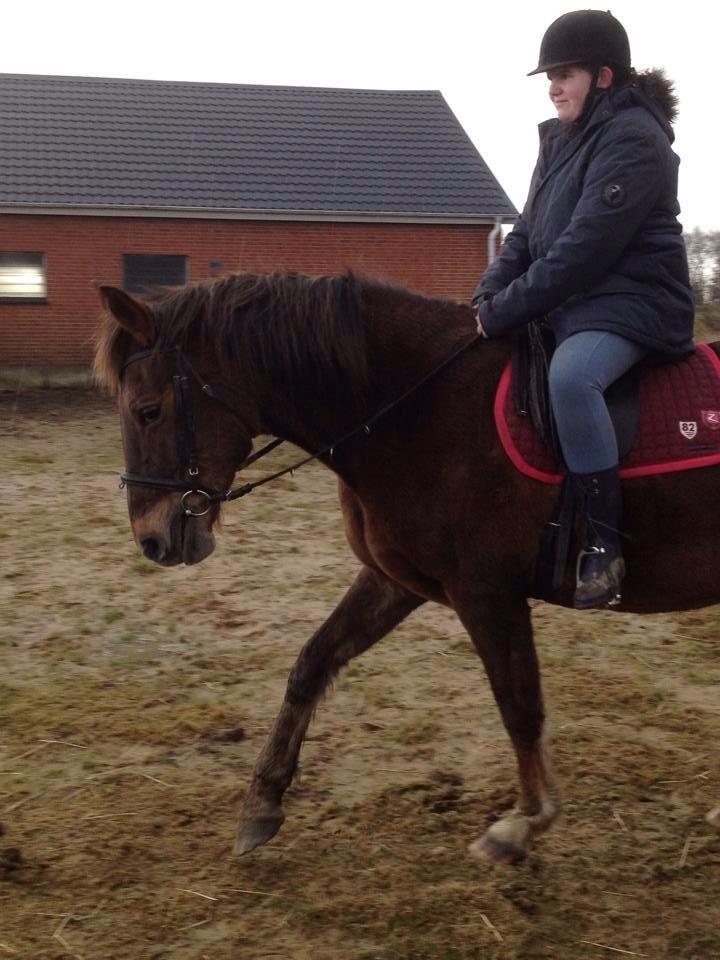 Anden særlig race Miss maja   (død) - 12/02/14 billede 20