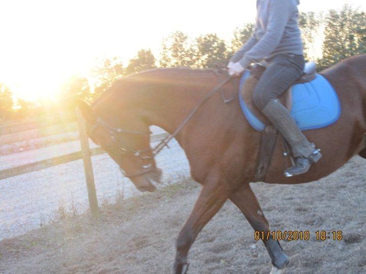 Anden særlig race Regitze billede 17