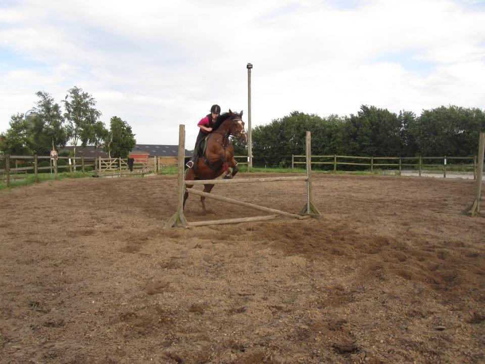 Anden særlig race Regitze billede 12