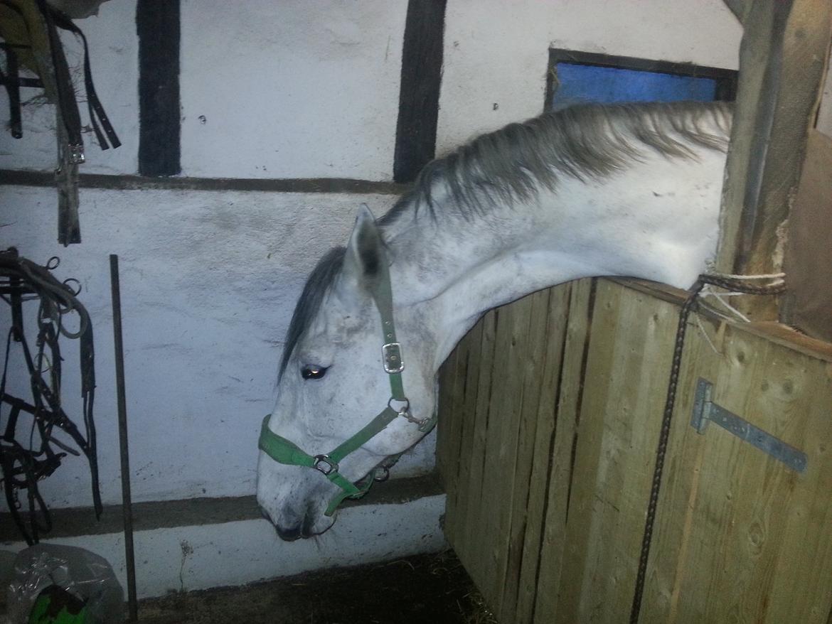 Anden særlig race Isha billede 5