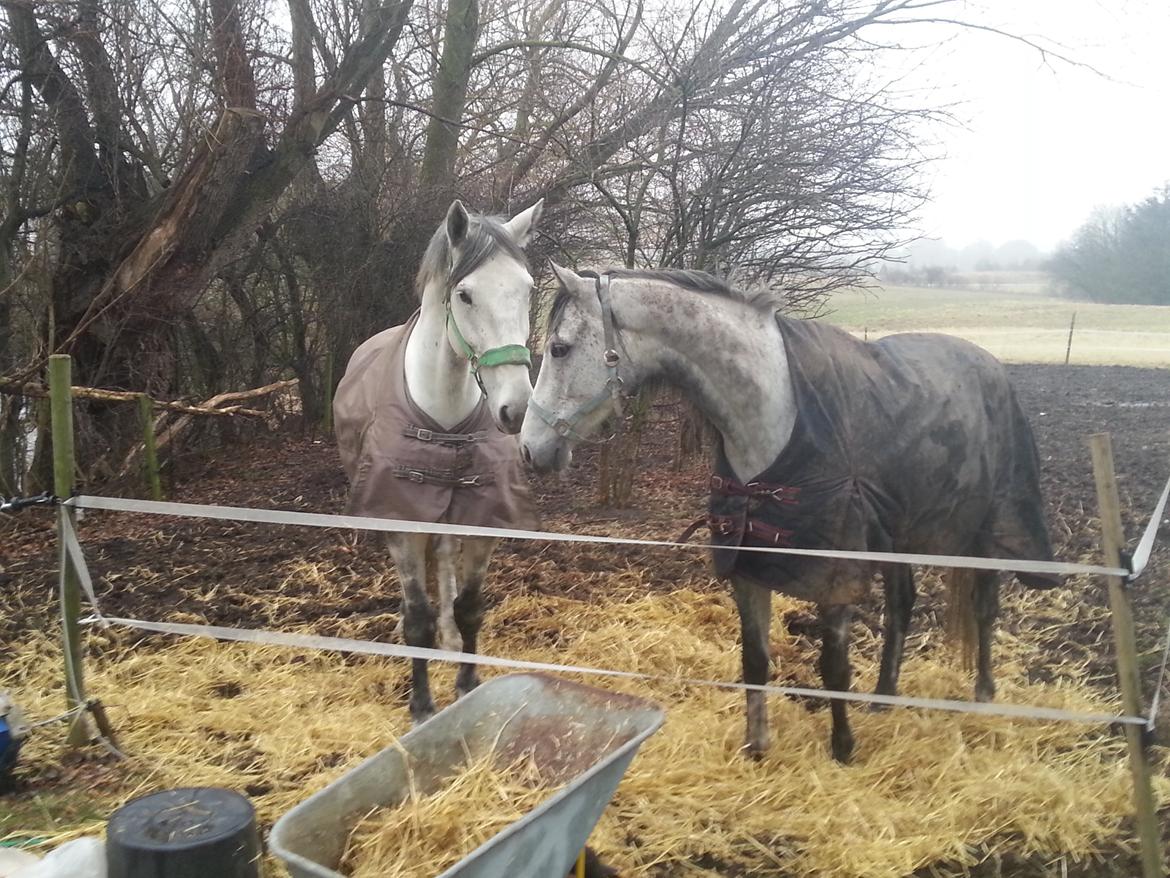 Anden særlig race Isha billede 6