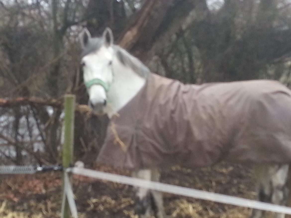 Anden særlig race Isha billede 7