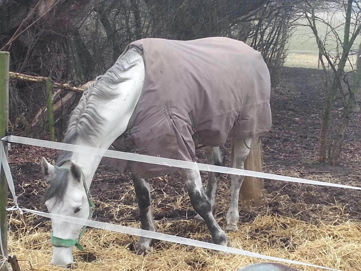 Anden særlig race Isha billede 8