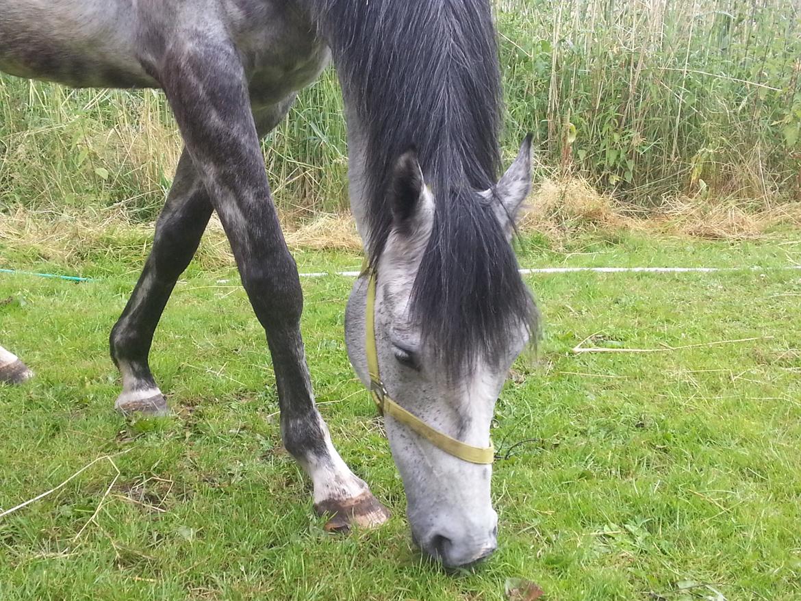 Fuldblod (XX) Monaco Visit billede 2